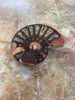 Ammonite Seashell