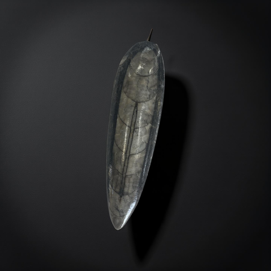 Worm Fossil