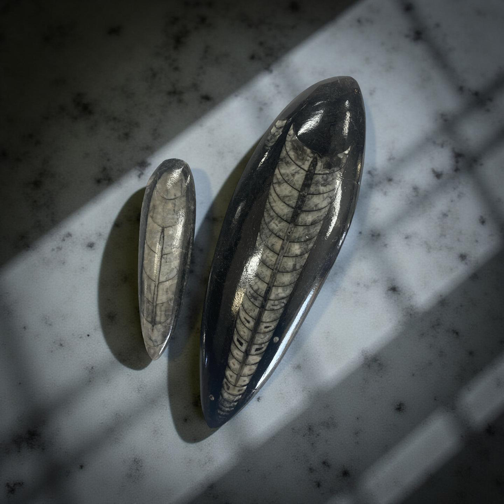 Worm Fossil