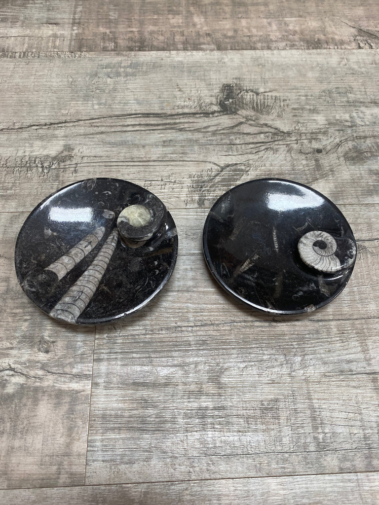 Fossil Dish + Fossil Dish with Shell