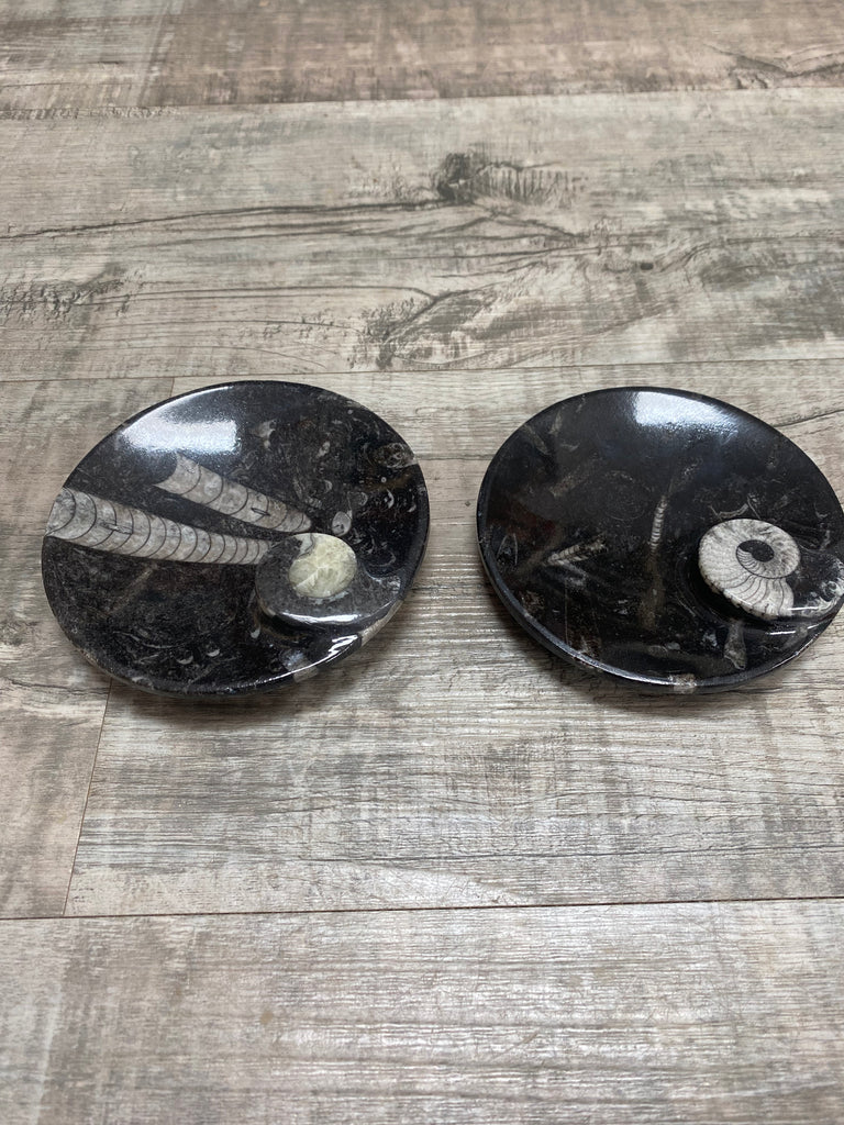 Fossil Dish + Fossil Dish with Shell