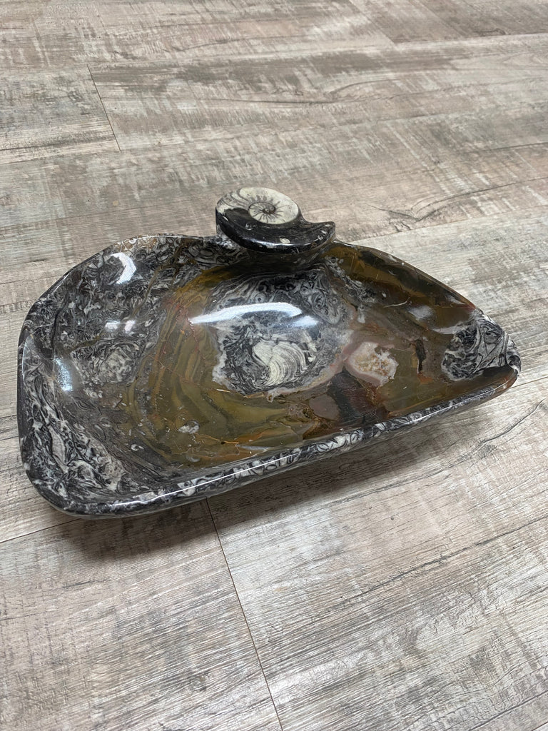 Fossil Bowls with Shell in Dark Brown