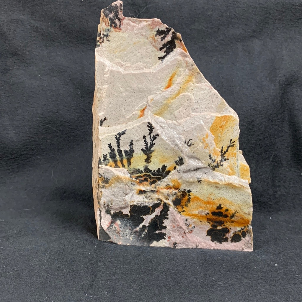 Fossil Stone - flora