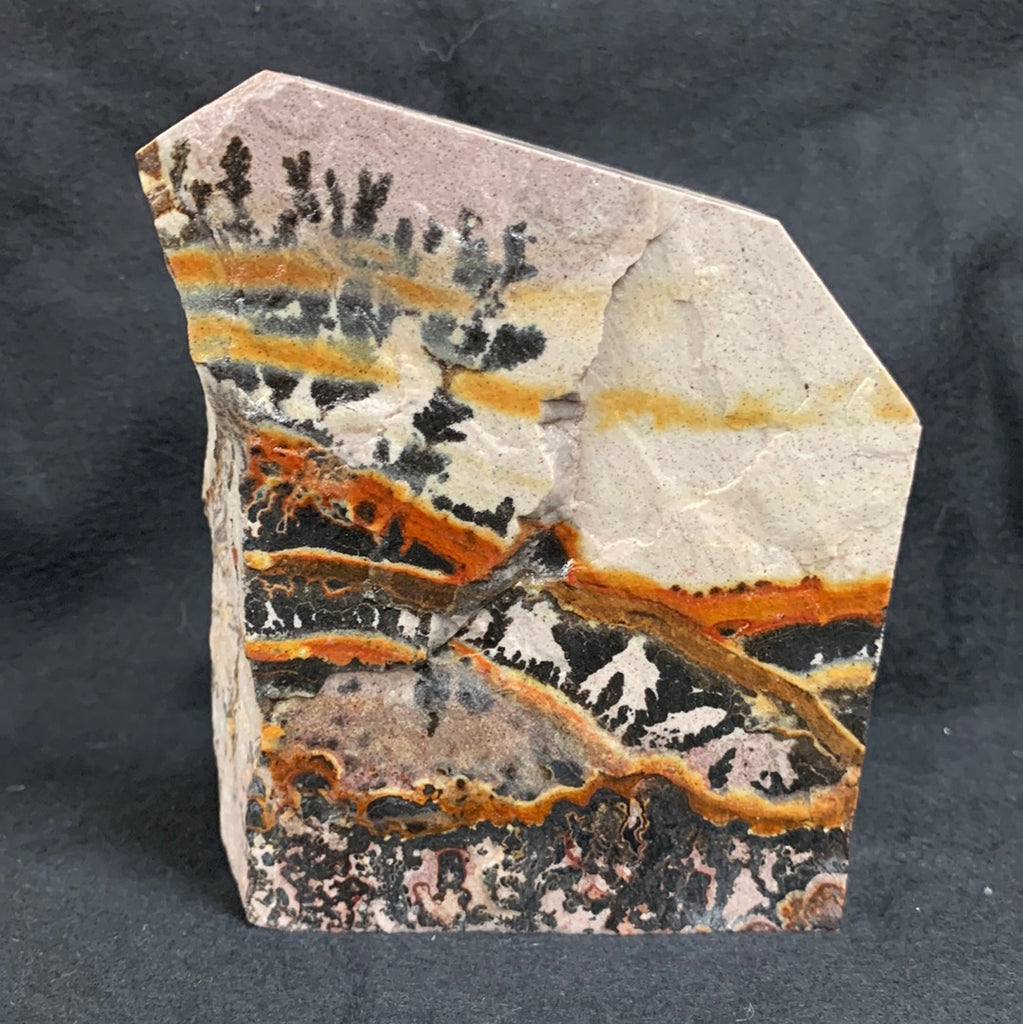 Fossil Stone - flora