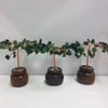 Jade gem tree